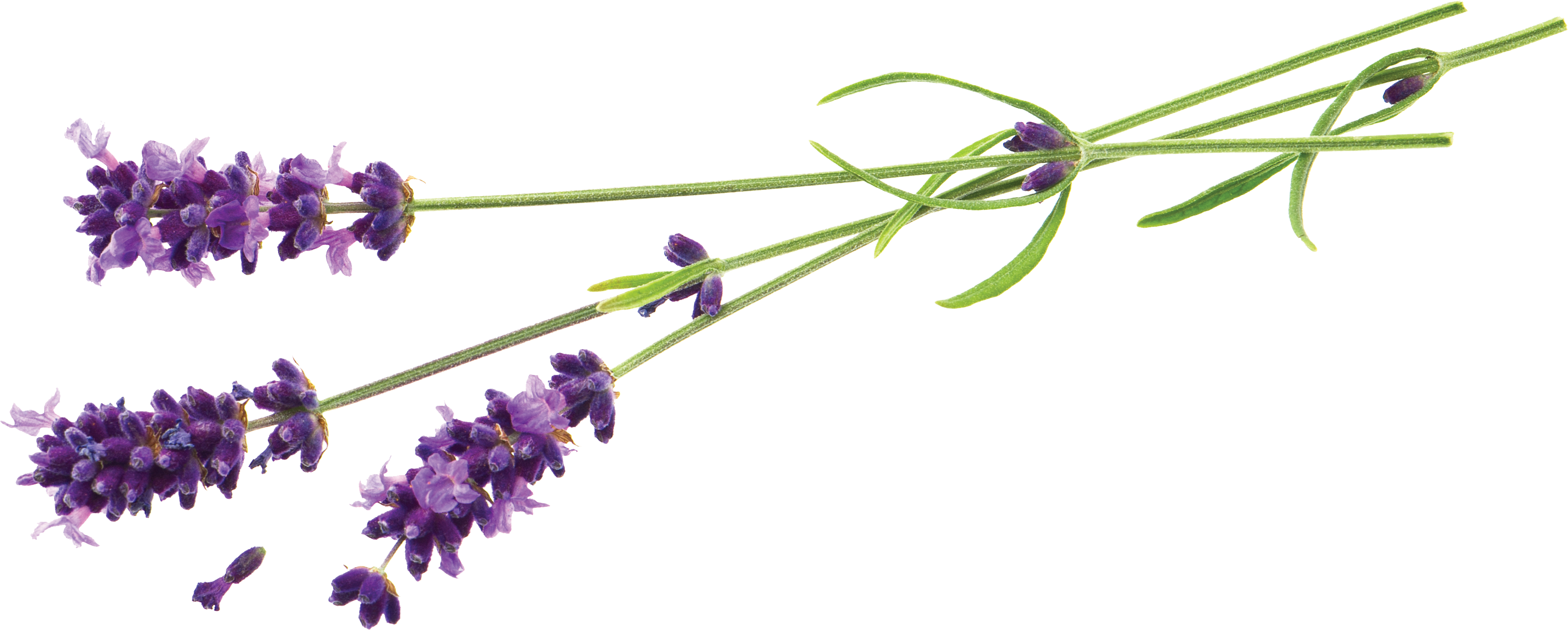 Lavender Flowers Transparent Background PNG