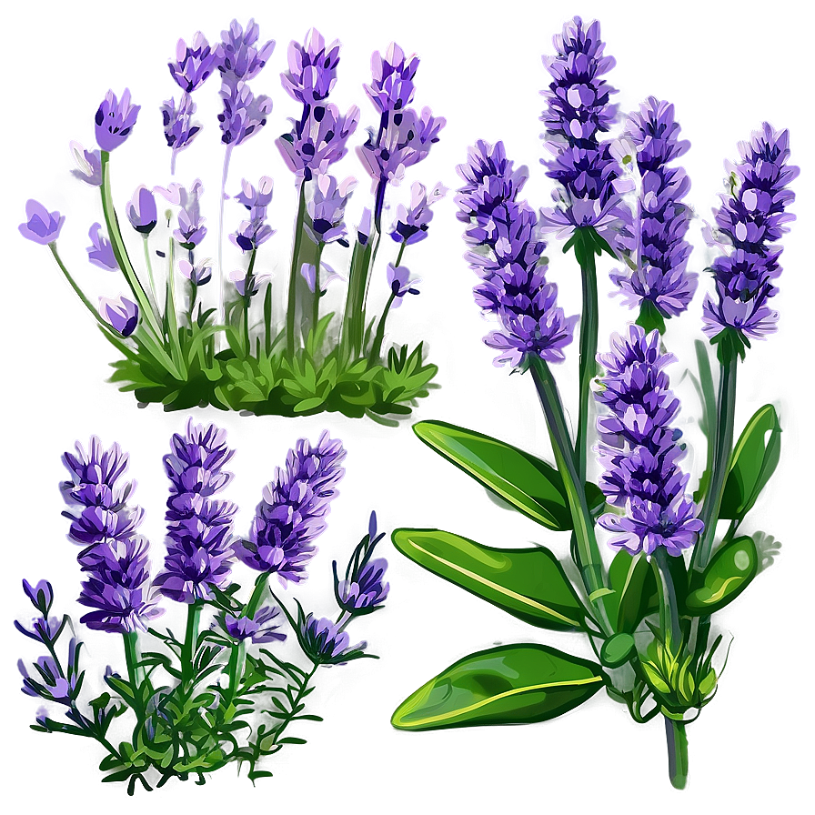 Lavender Herb Garden Png Hjm9 PNG