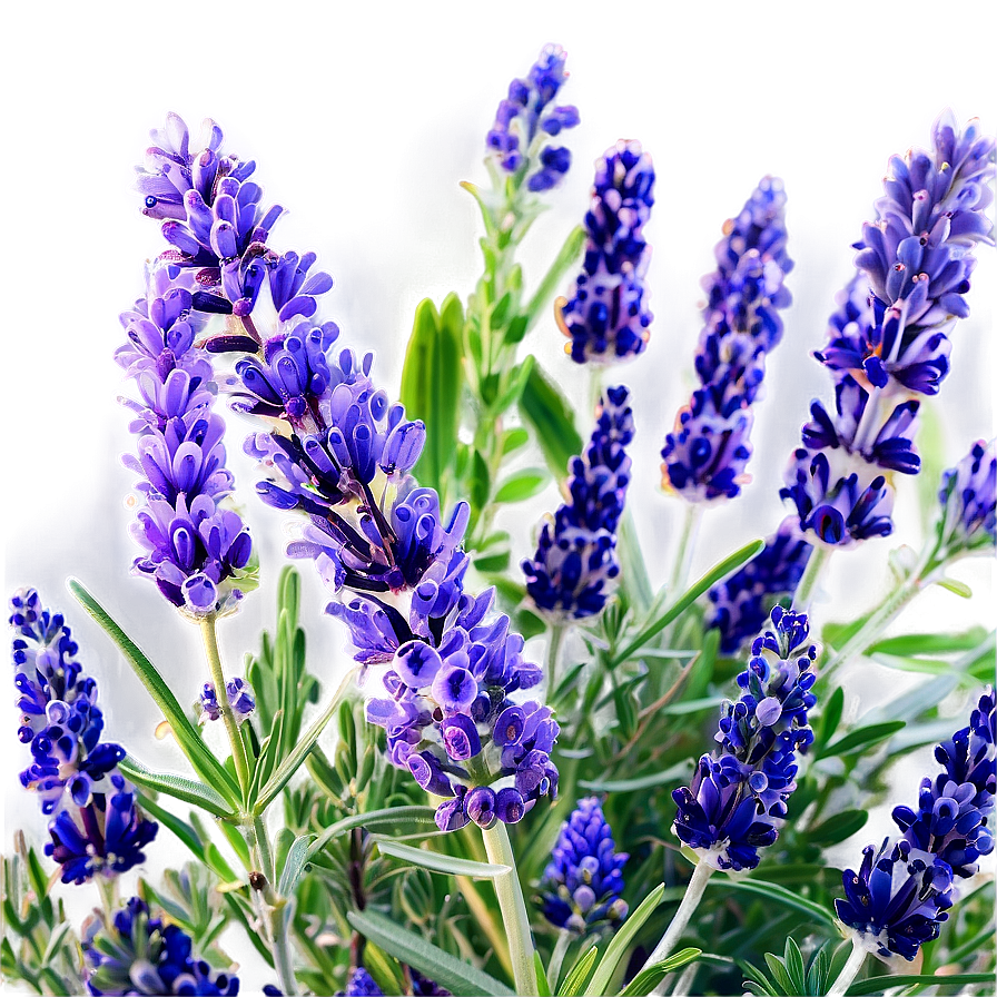 Lavender Herb Garden Png Jfm PNG