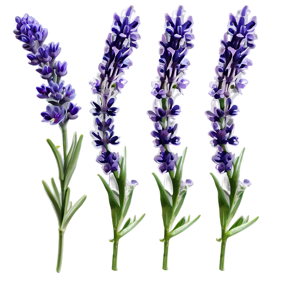 Lavender Herb Png 35 PNG