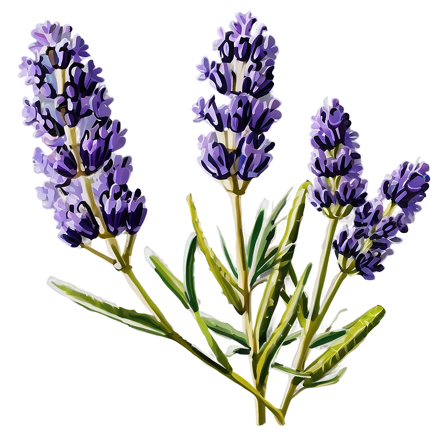 Lavender Herb Png Pxc41 PNG