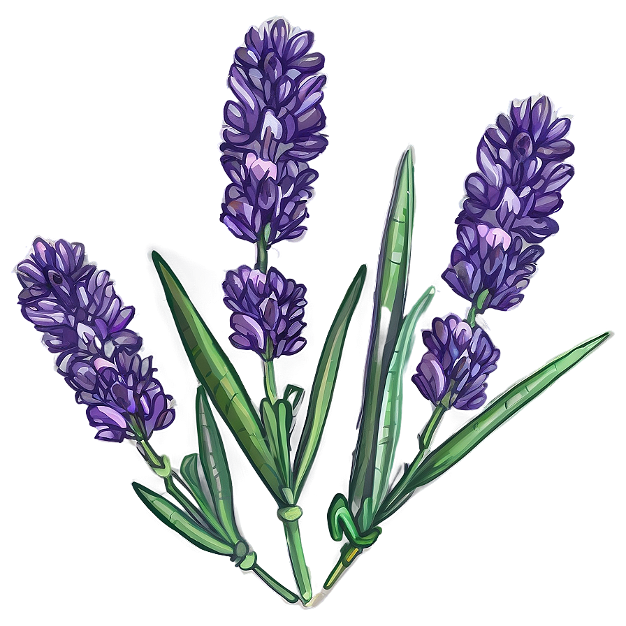 Lavender Herb Png Ujn PNG