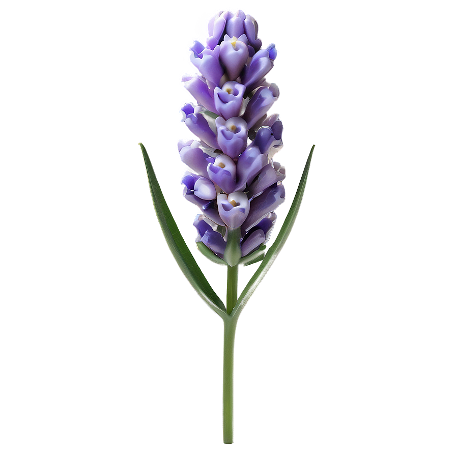 Lavender Honey Flower Png 81 PNG