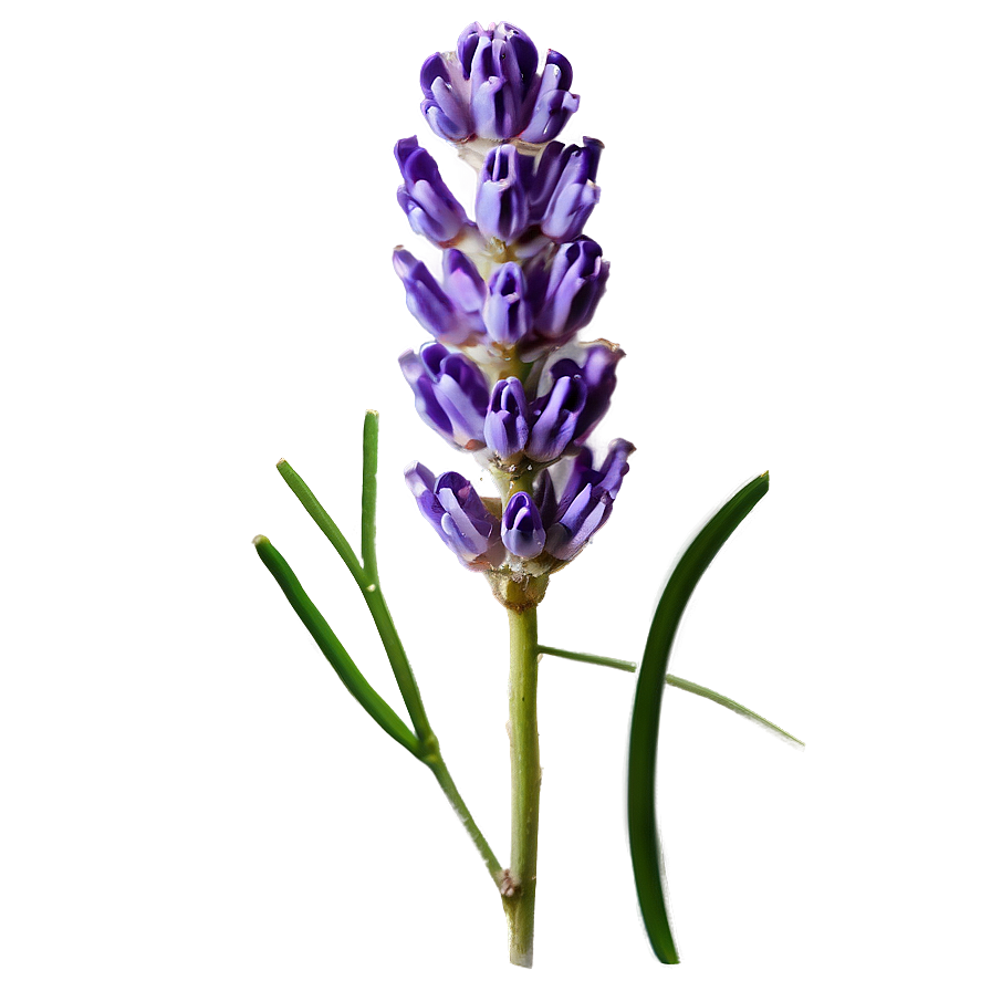 Lavender Honey Flower Png Esm1 PNG