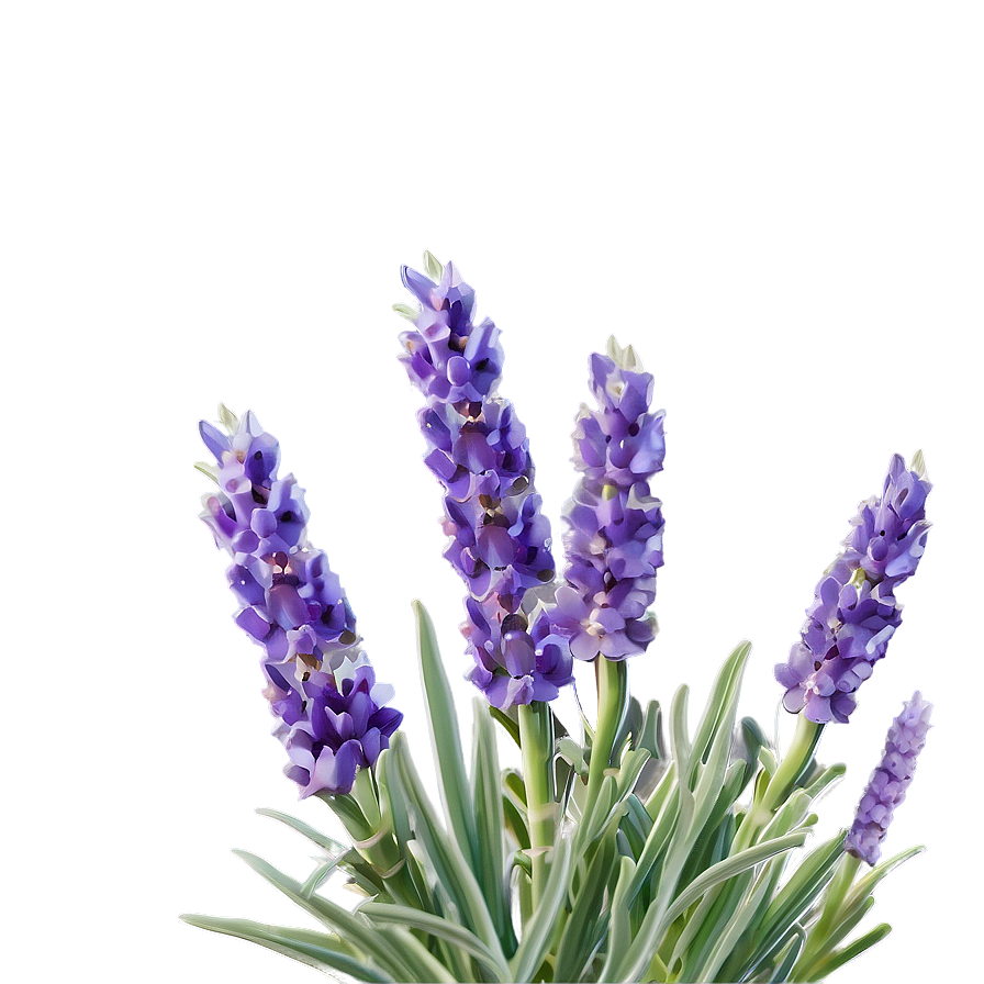 Lavender In Bloom Png 06132024 PNG