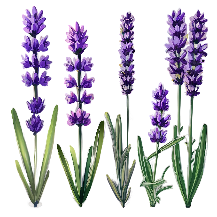 Lavender In Bloom Png Dww PNG