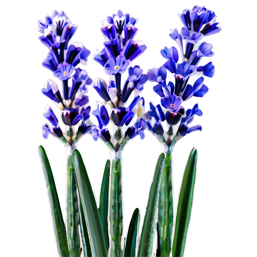 Lavender In Bloom Png Pqq2 PNG