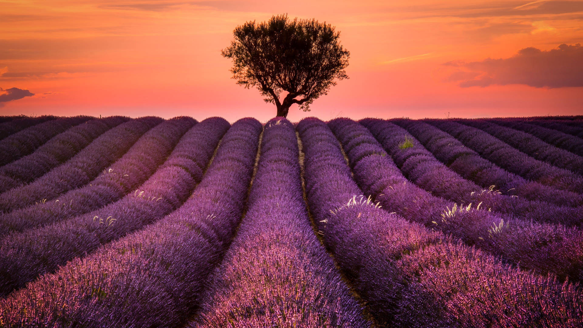 Lavender In Provence France