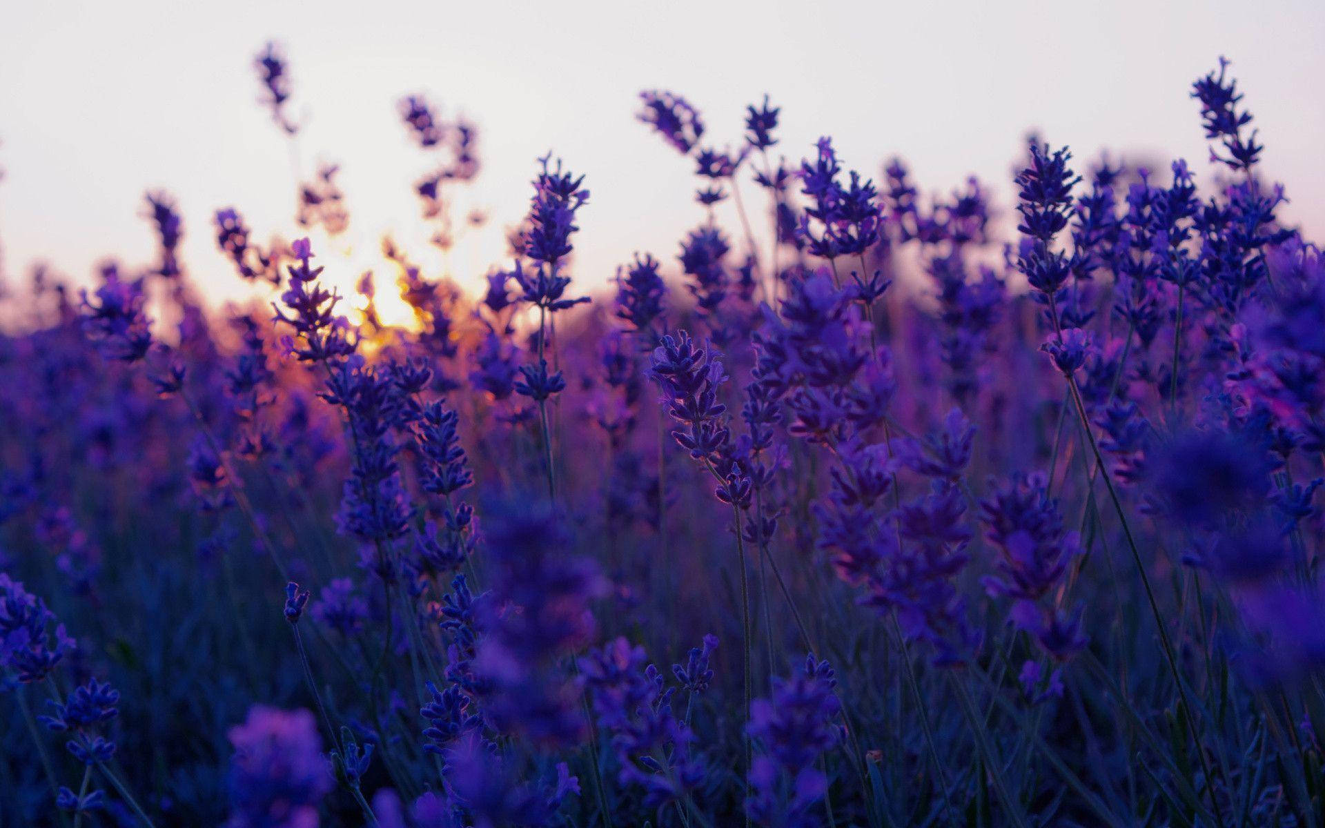Lavender In Purple Aesthetic Iphone Display Picture