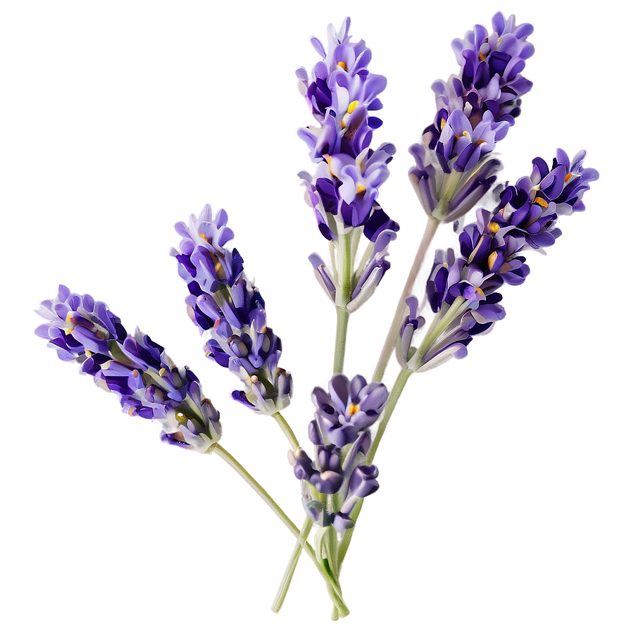 Lavender Infusion Flower Png Gyh PNG