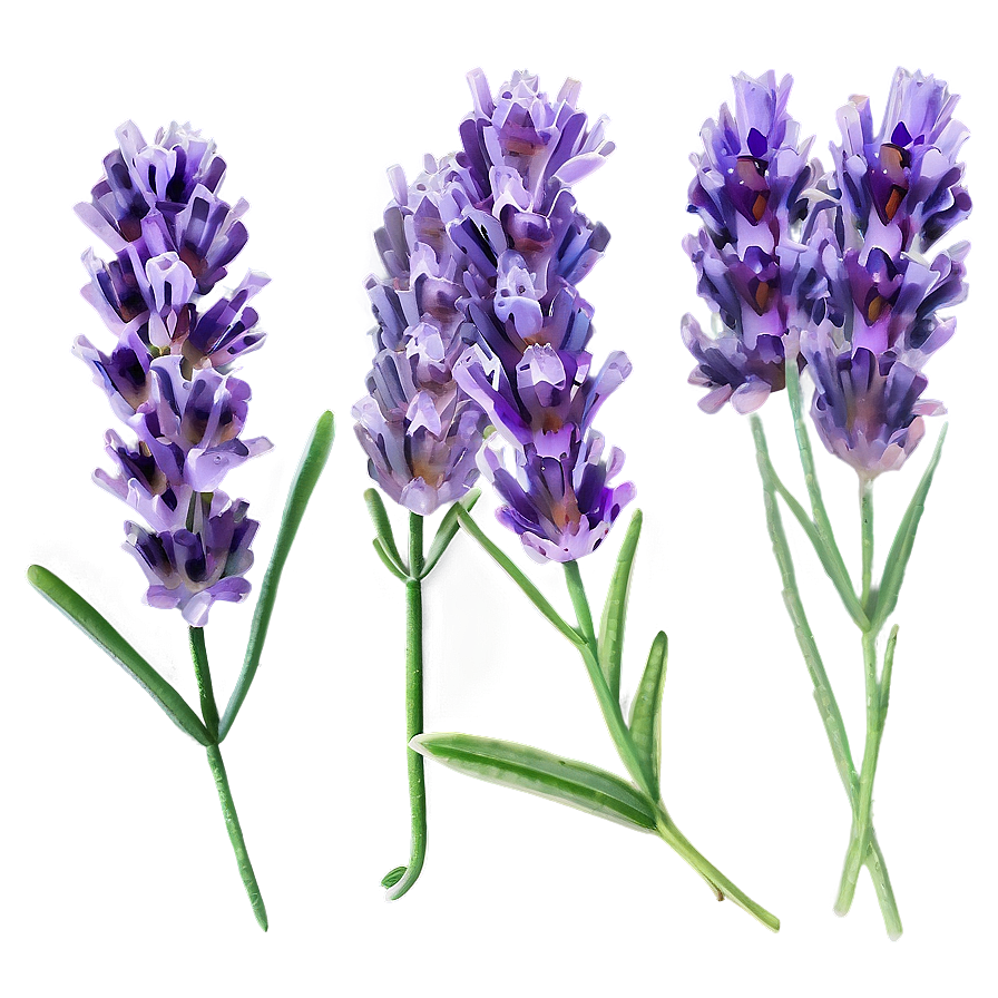 Lavender Infusion Flower Png Lnr PNG