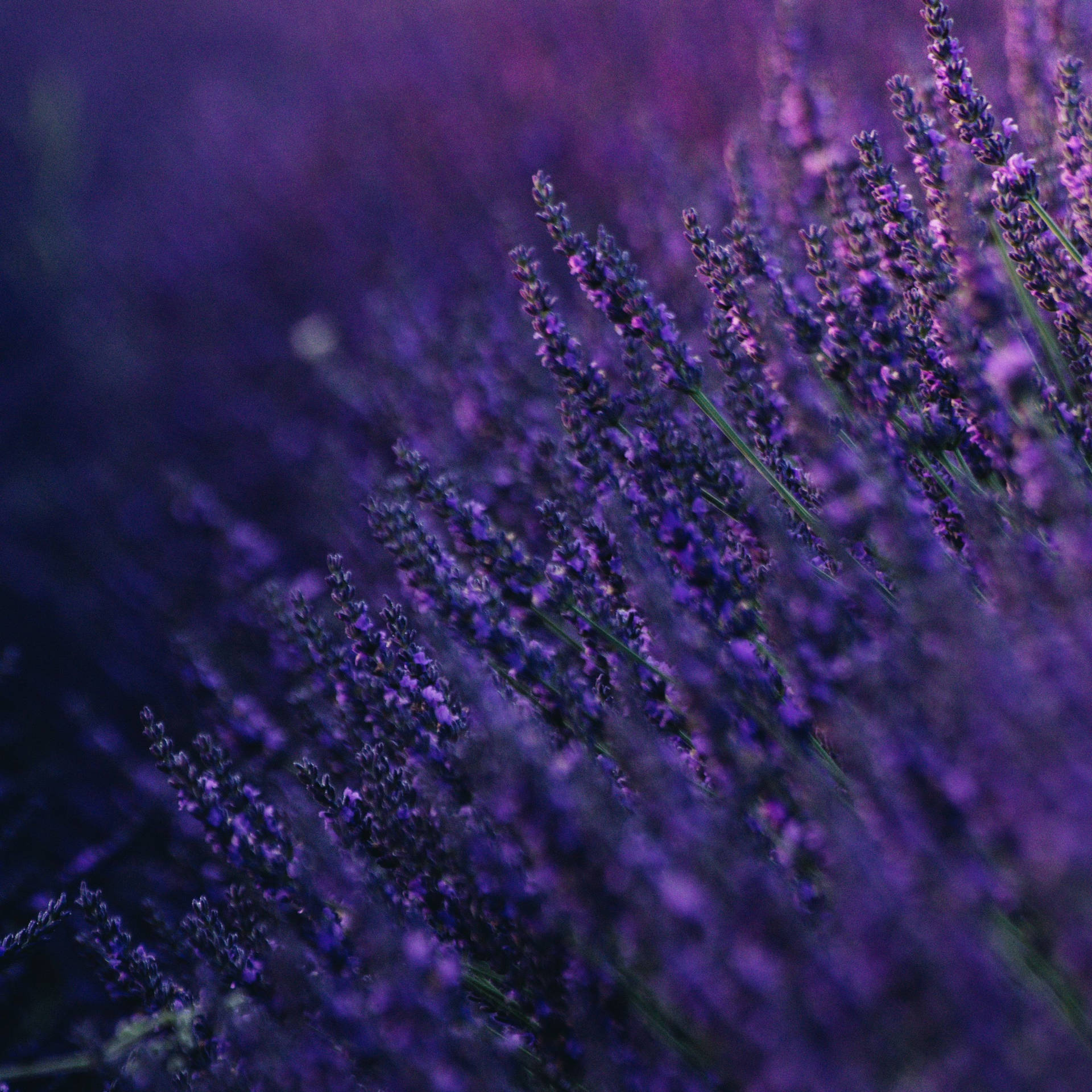 Lavendel Makro Blomst Wallpaper