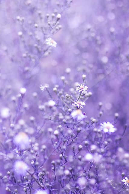 Baby's Breath Lavender Pastel Purple Aesthetic Background