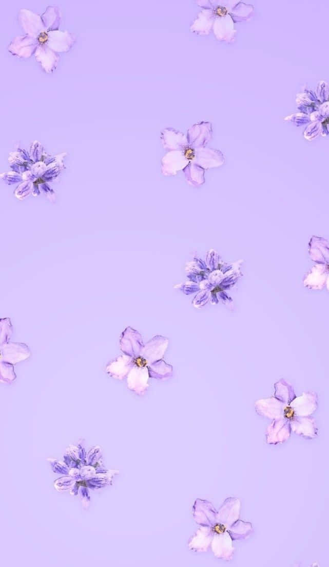 Download Sakura And Lavender Pastel Purple Aesthetic Background |  