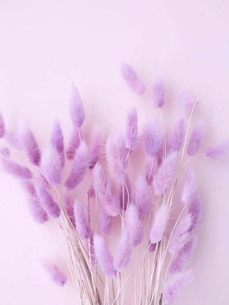 Lavender Pastel Purple Aesthetic Background 736 X 981 Background