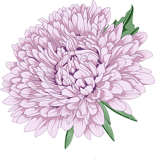 Lavender Peony Illustration PNG