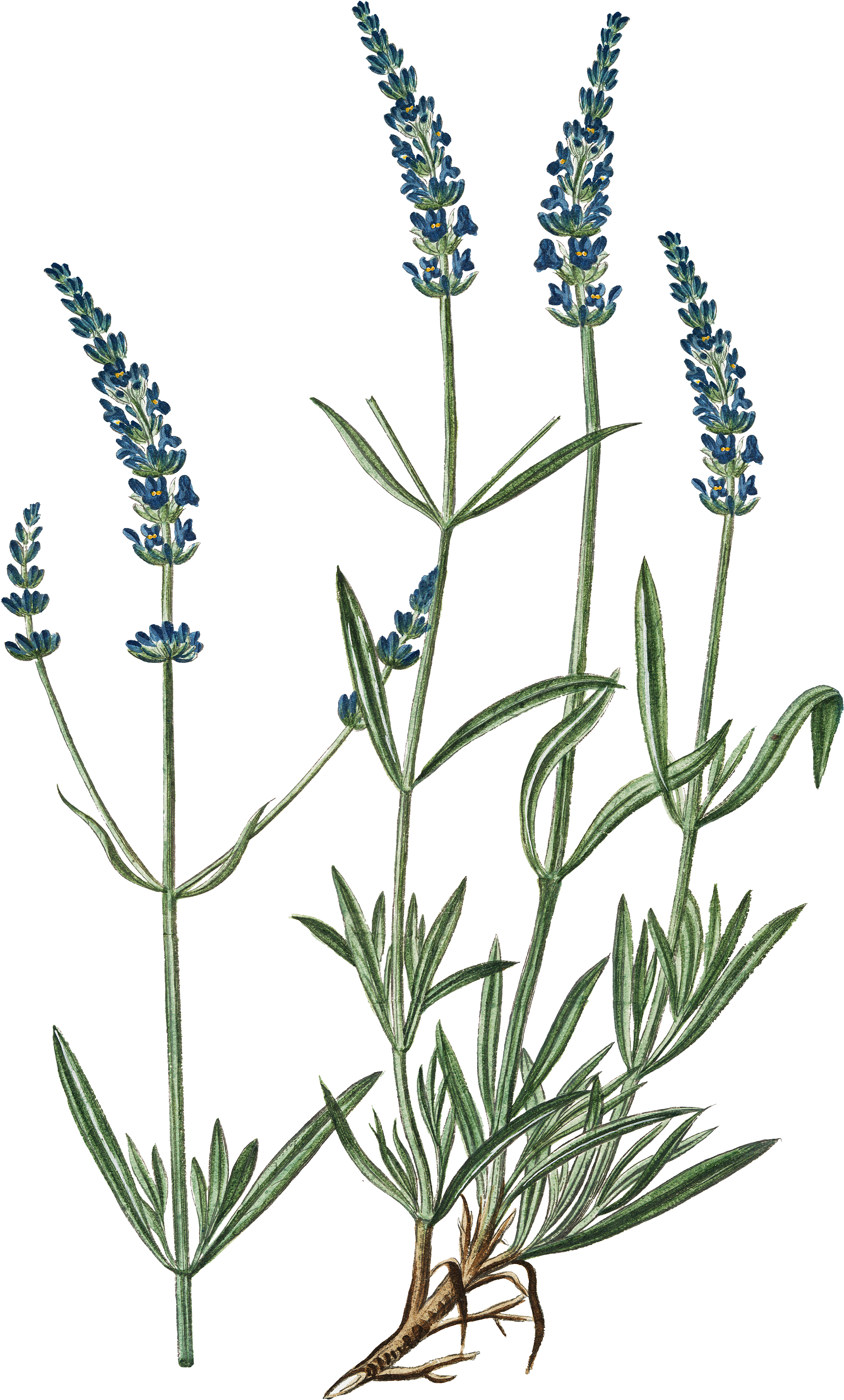 Lavender Plant Illustration PNG