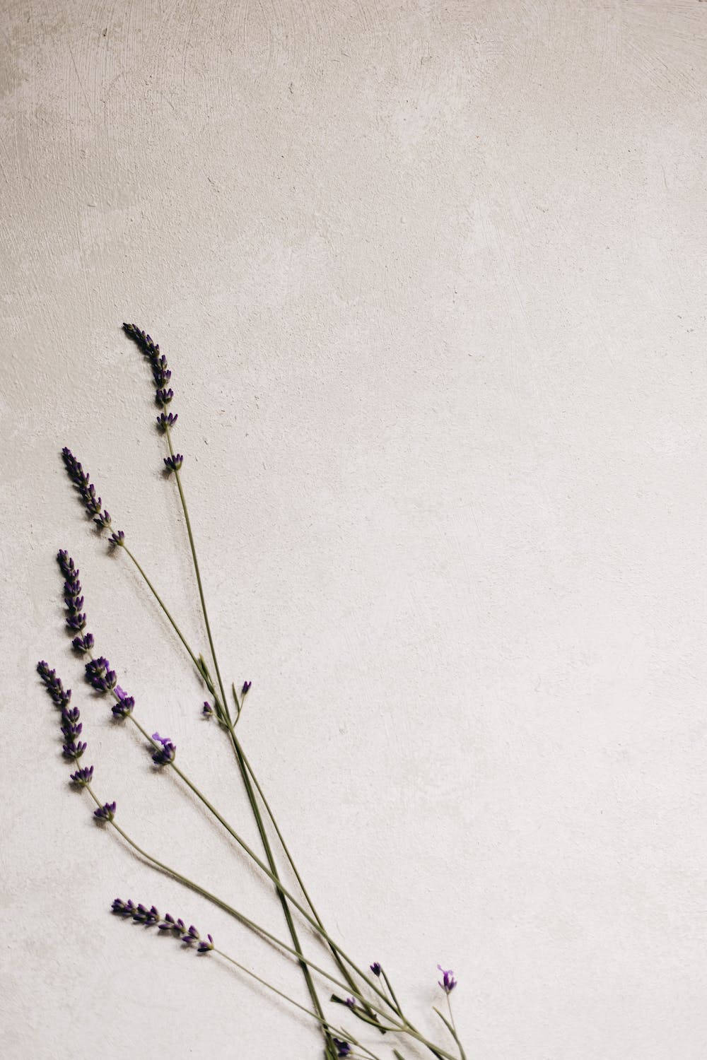Lavender Plant Iphone 11 Pro 4k Background