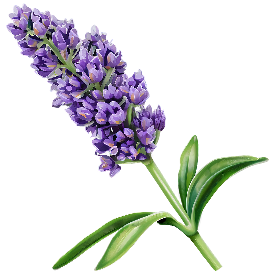 Lavender Plant Png 7 PNG