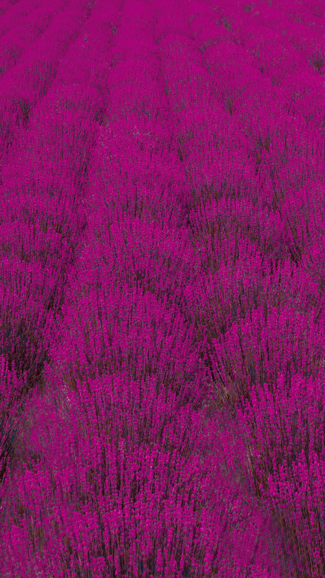 Lavendelplantagegalaxy S10 Wallpaper