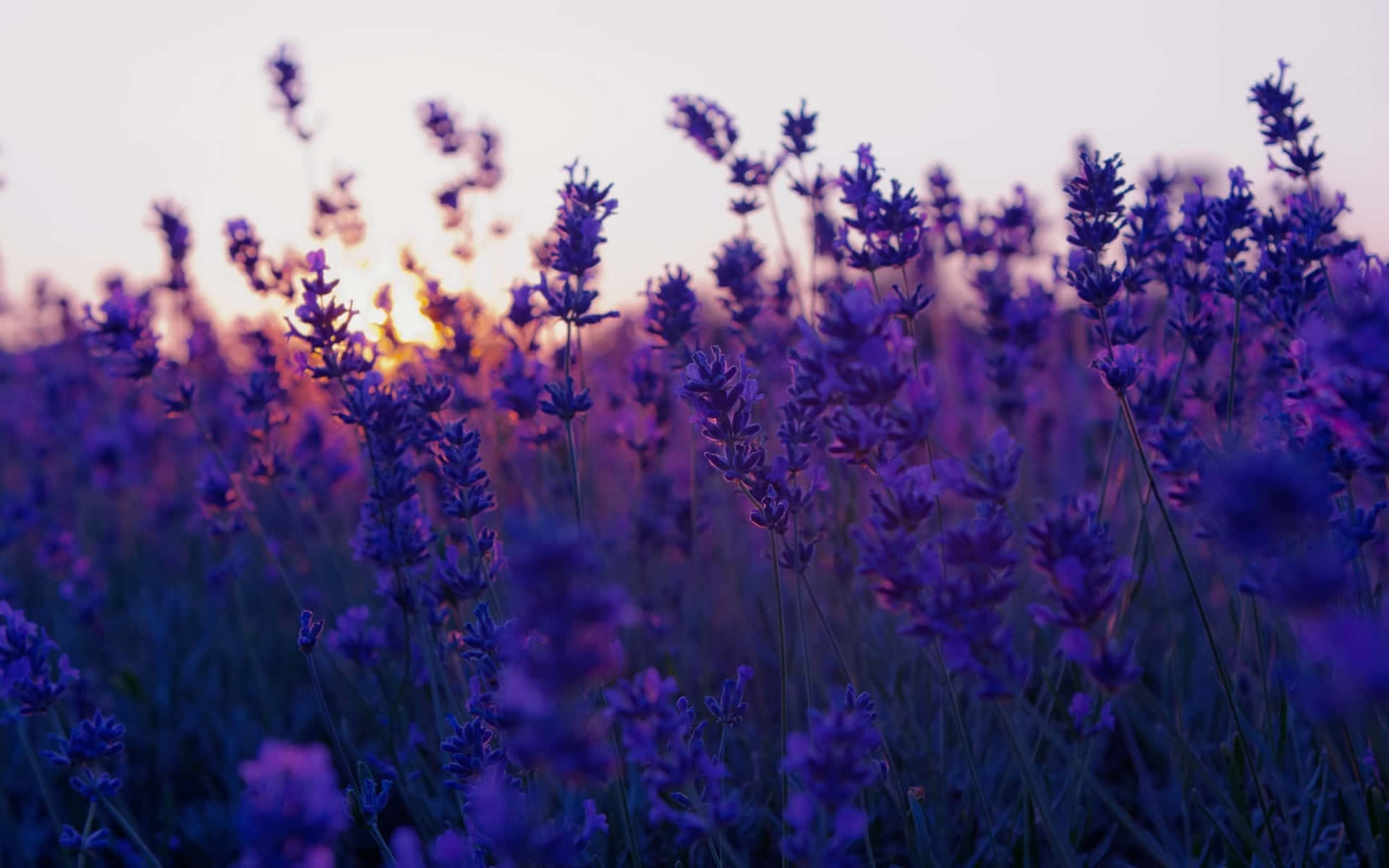 Lavendellila Blomfält Vid Solnedgång. Wallpaper
