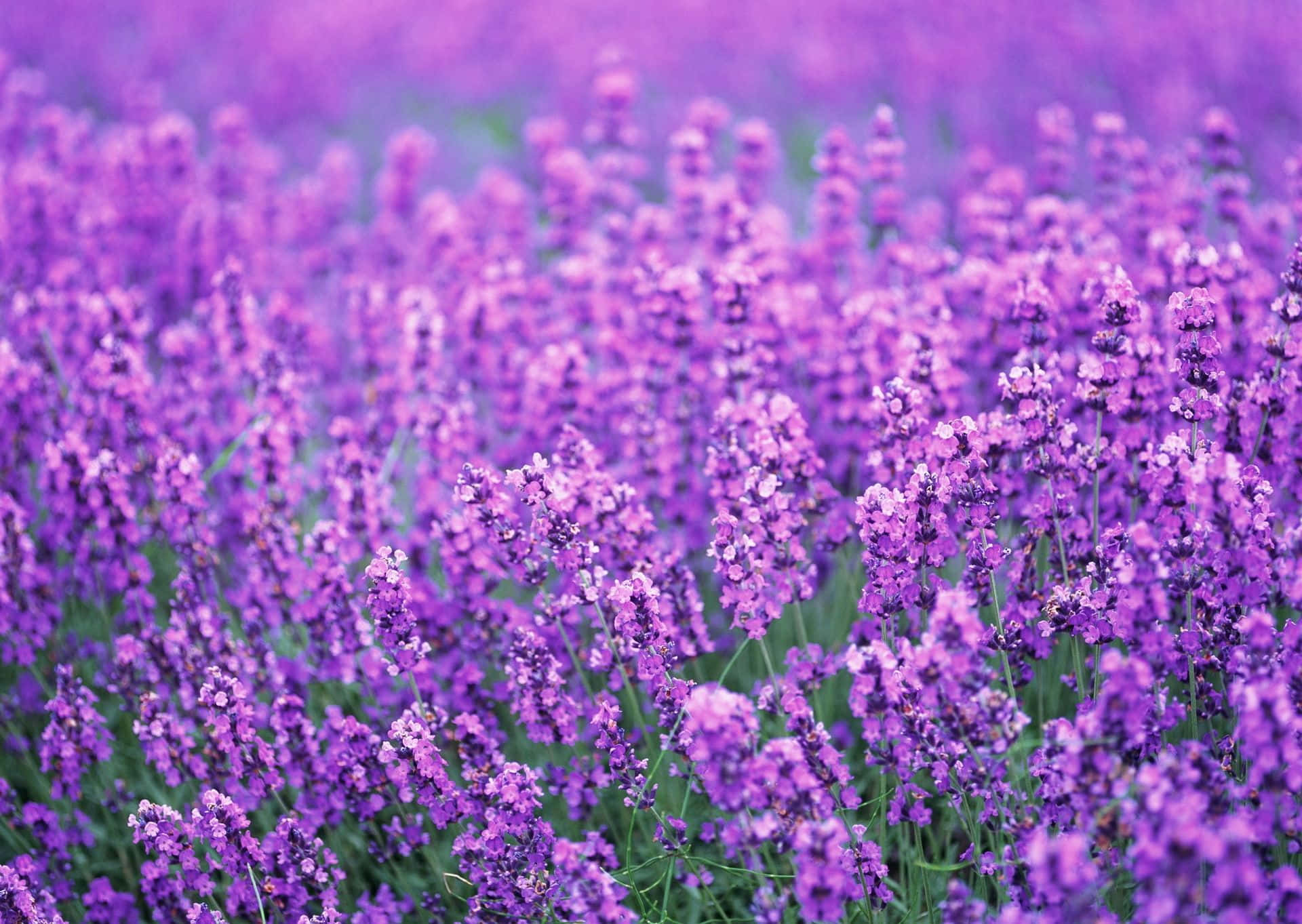 Soft Focused Lavender Purple Flowers Wallpaper