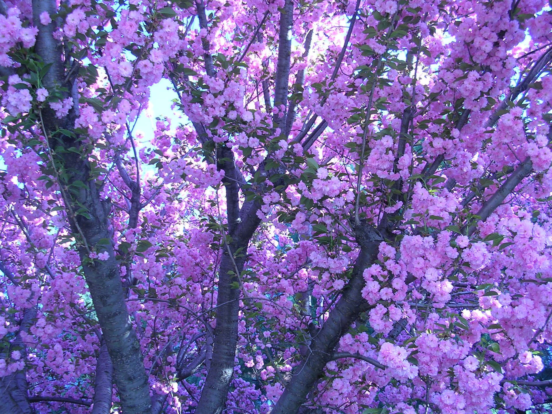 Árvorelavanda Roxa Com Flores. Papel de Parede