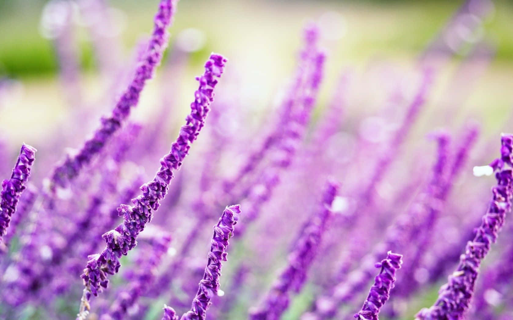 Lavender Purple Stalks With Long Stem Wallpaper