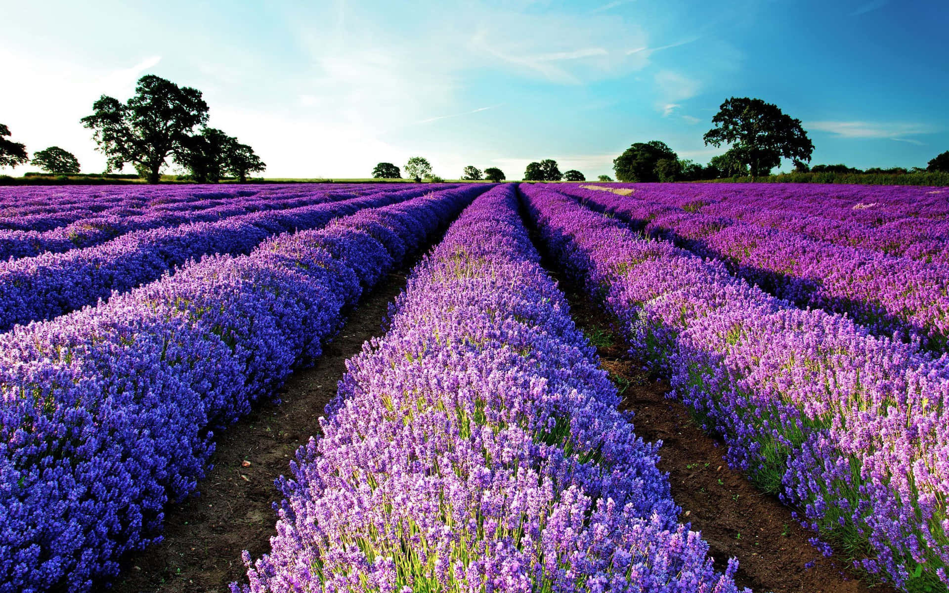 Lavendelfarbenesfeld-landschaft Wallpaper