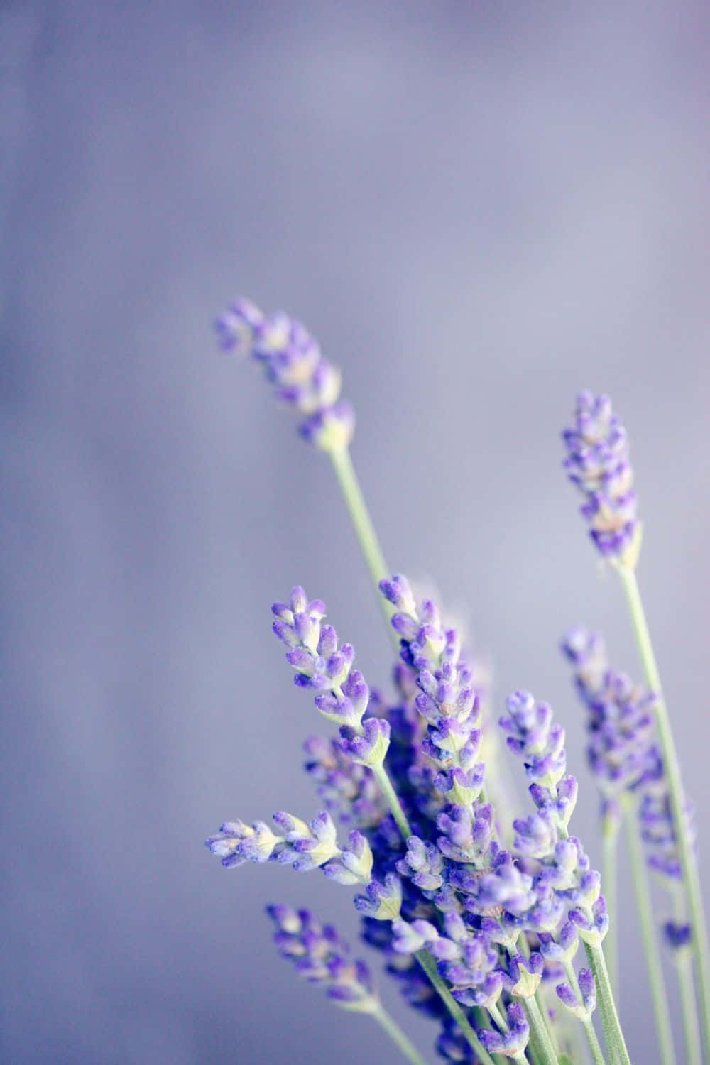 Einpaar Stängel Lavendelfarbener Lila Blumen Wallpaper