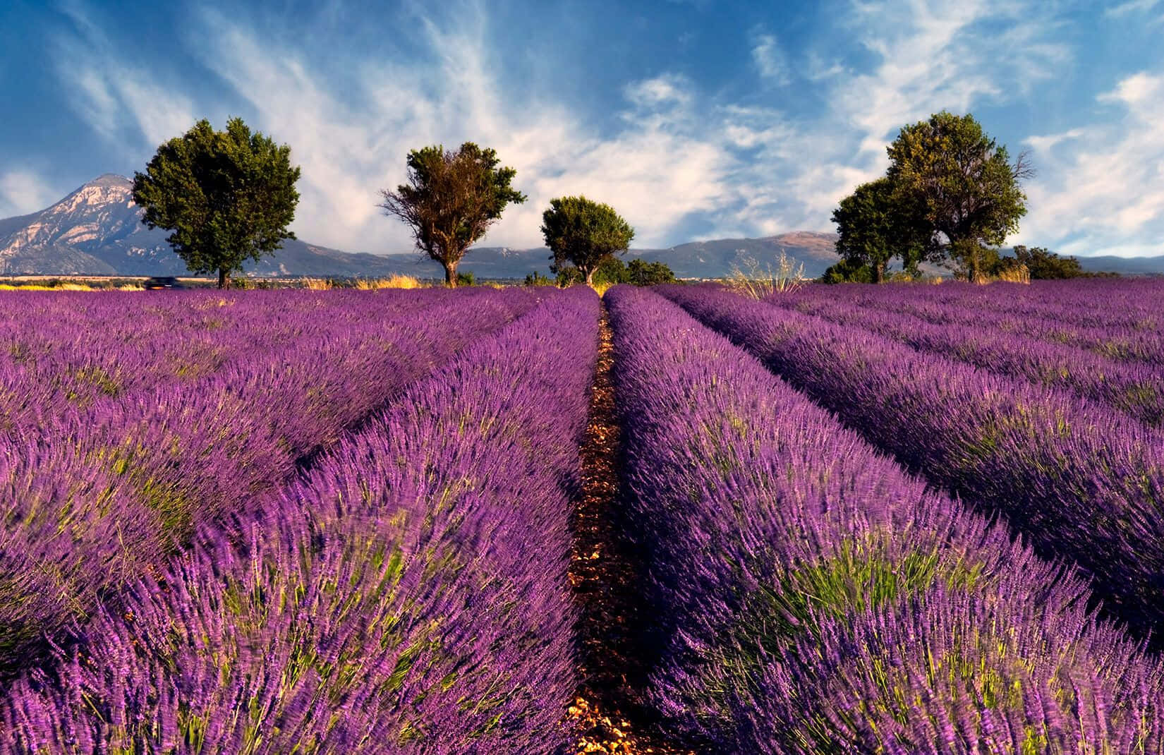 Rows Of Lavender Purple Field Wallpaper