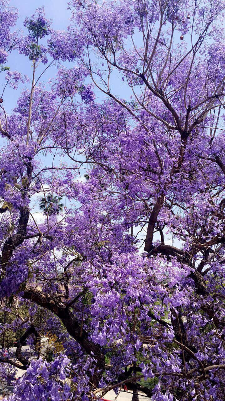 Lavender Purple Jacaranda Tree Wallpaper