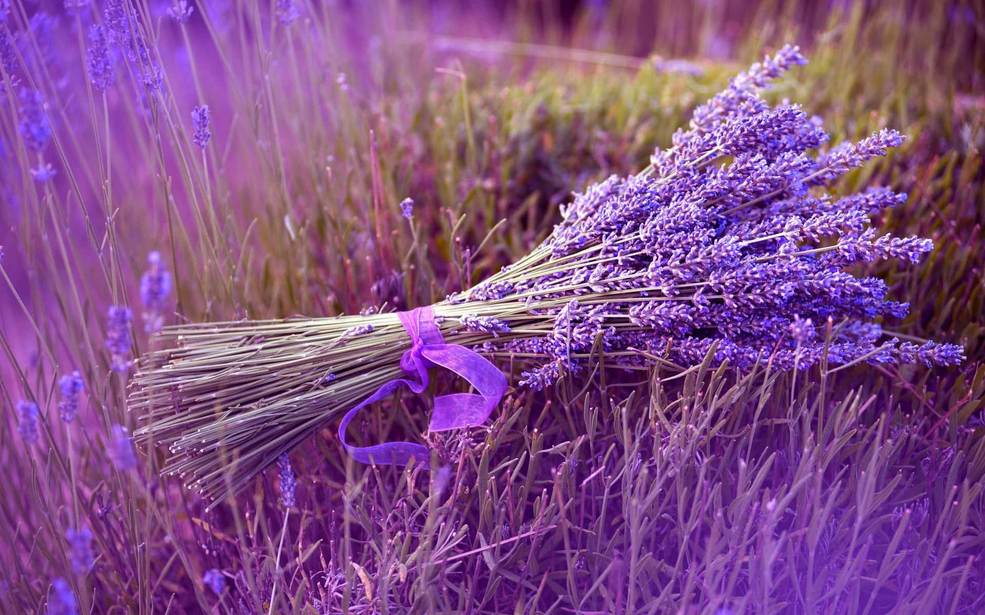Lavendel Purpur Bouquet Med Bånd Wallpaper