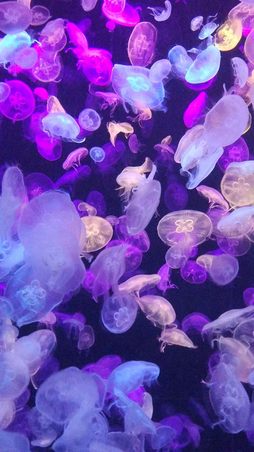 Lavender Purple Jellyfish Wallpaper