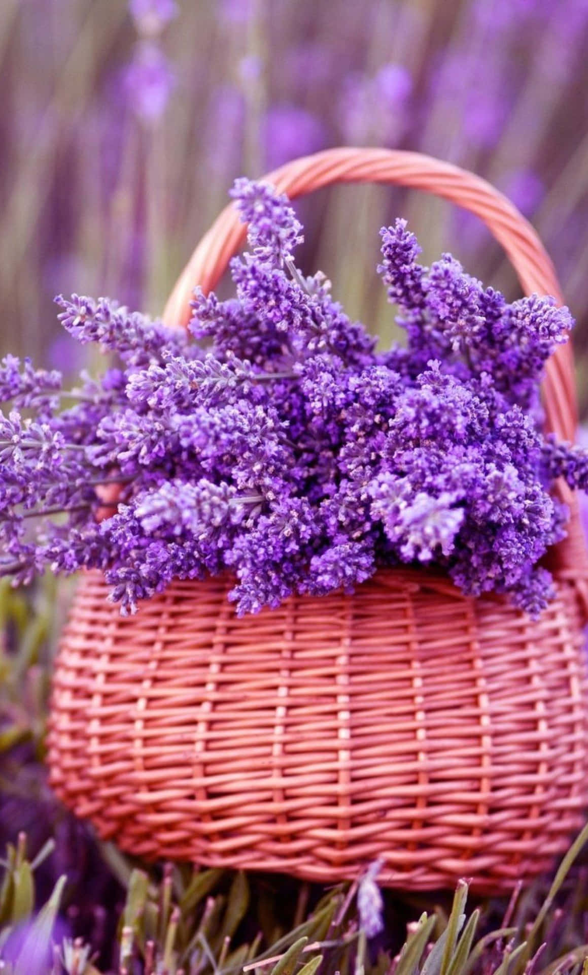 Lavender Purple Flowers In Basket Wallpaper