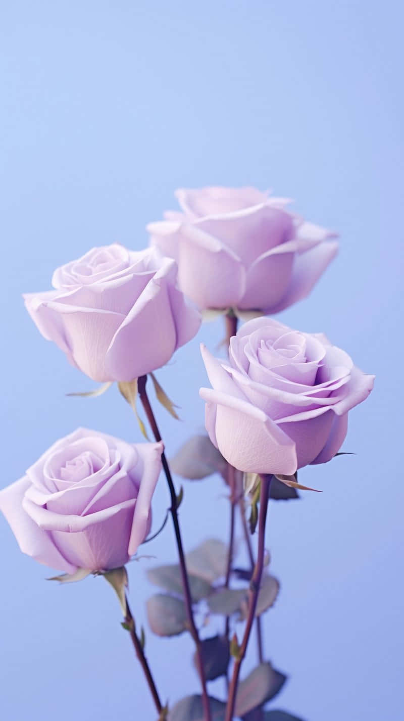 Lavender Roses Against Blue Background Wallpaper