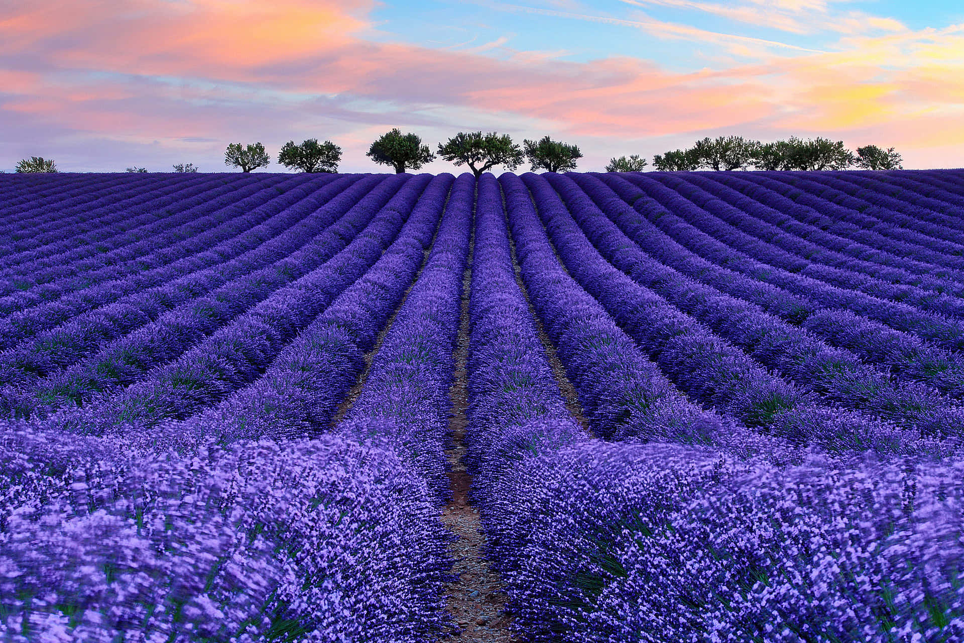 Lavender Rows In A Vast Field Wallpaper