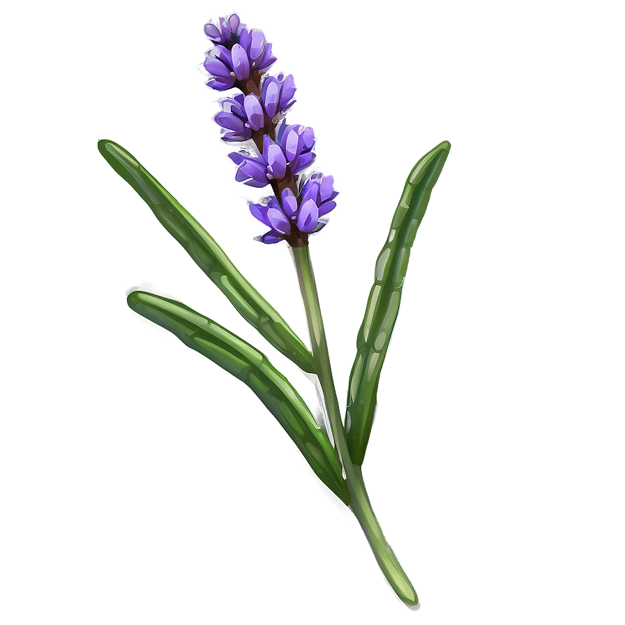 Lavender Sprig Png Xtc PNG