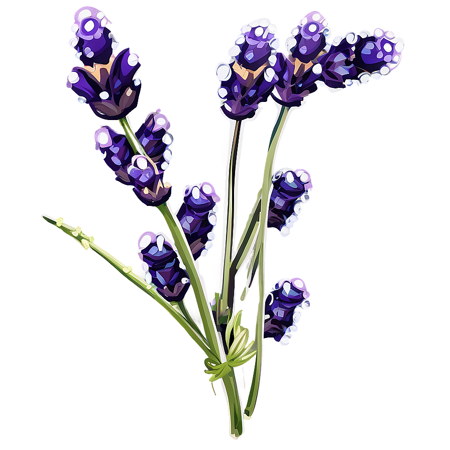 Download Lavender Sprig Water Droplets Png Tfx | Wallpapers.com