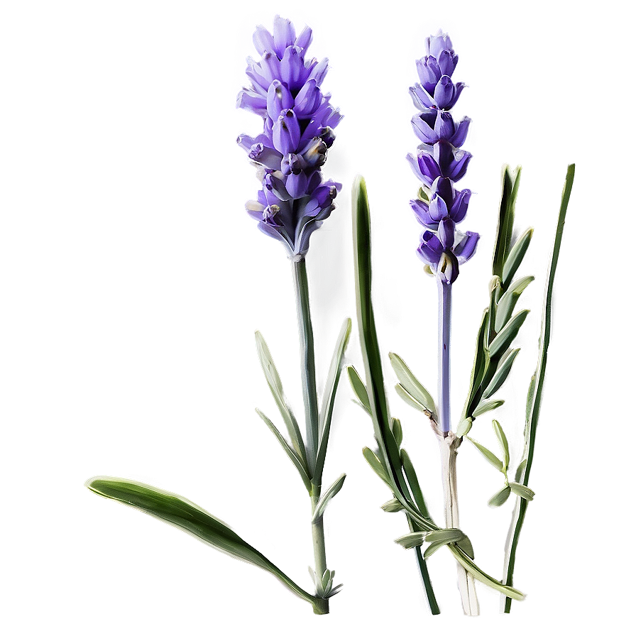 Lavender Stem Png 06132024 PNG