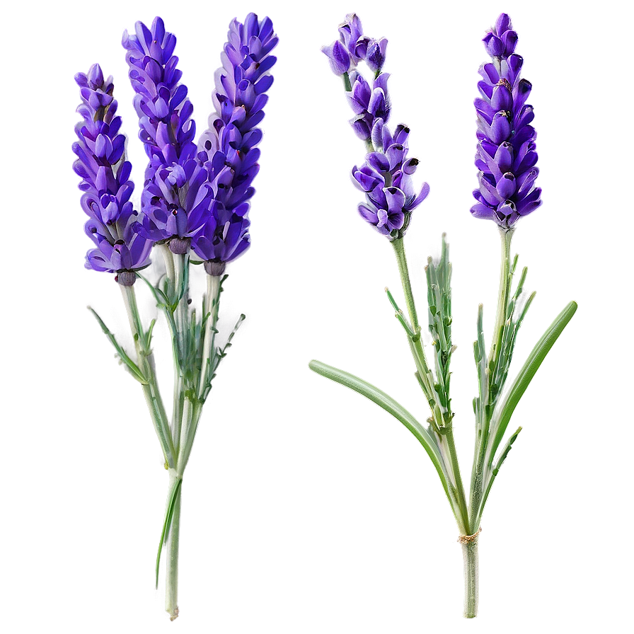 Lavender Stem Png 59 PNG