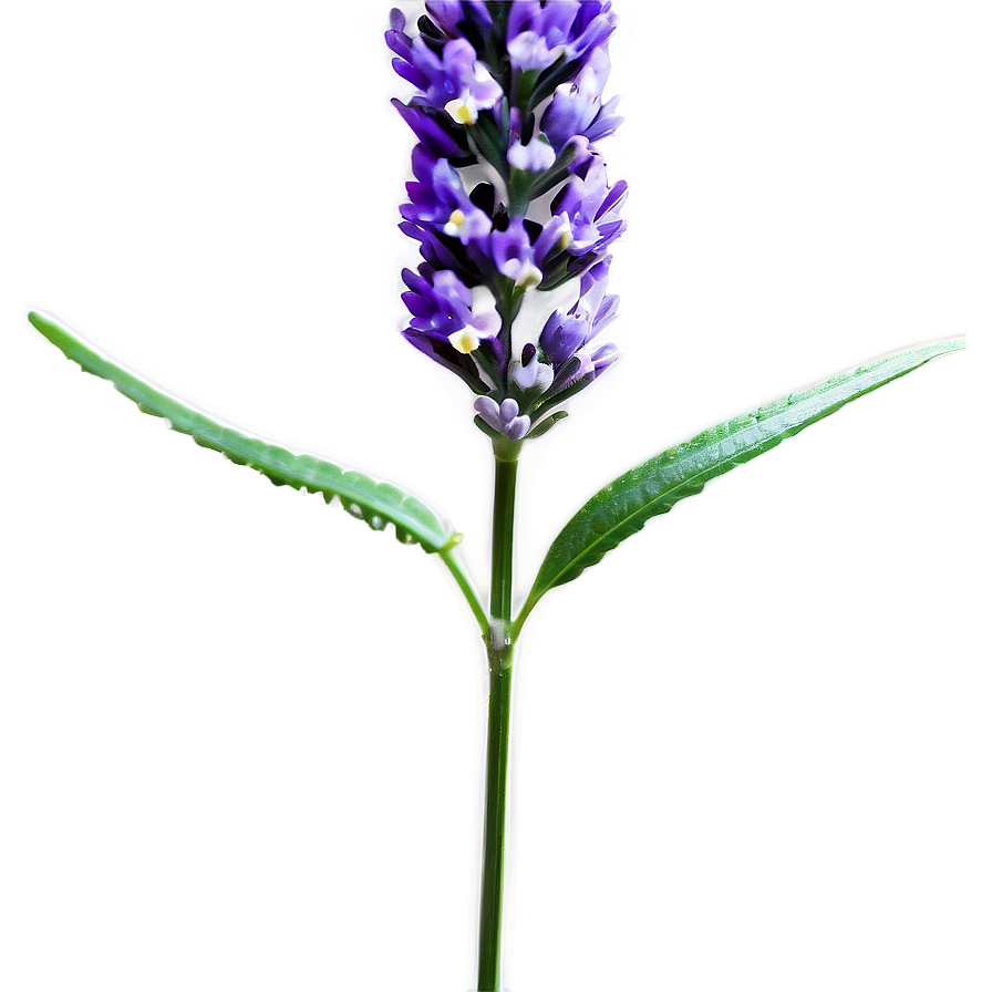 Lavender Stem Png Olj PNG