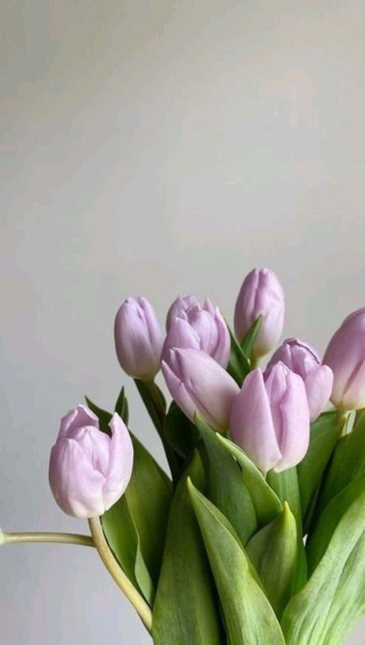 Lavender Tulips Bouquet Wallpaper