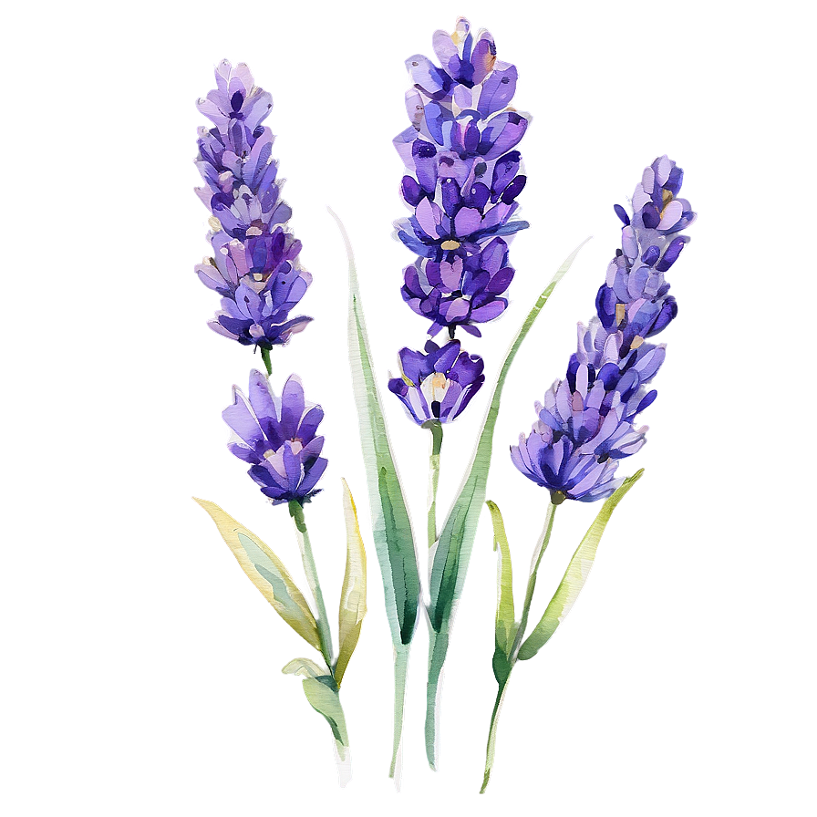 Download Lavender Watercolor Art Png 51 | Wallpapers.com