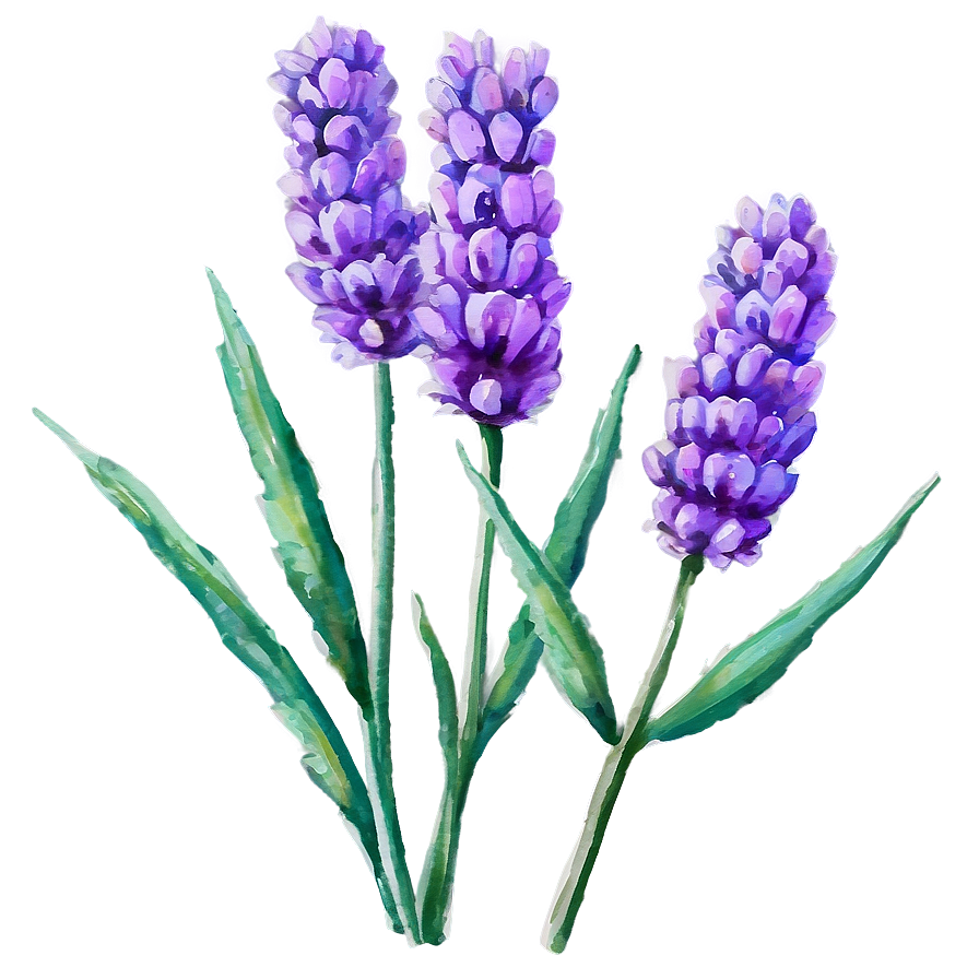 Lavender Watercolor Art Png Cfp PNG