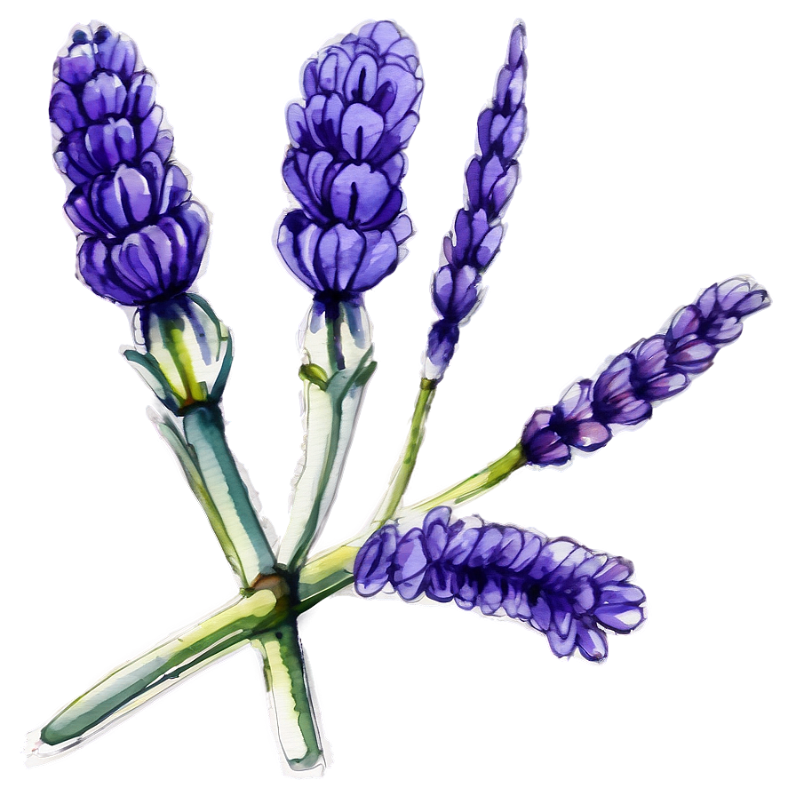 Download Lavender Watercolor Art Png Wia56 | Wallpapers.com