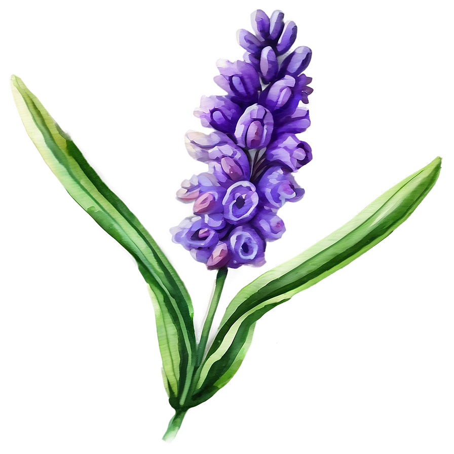 Lavender Watercolor Flower Png 06132024 PNG