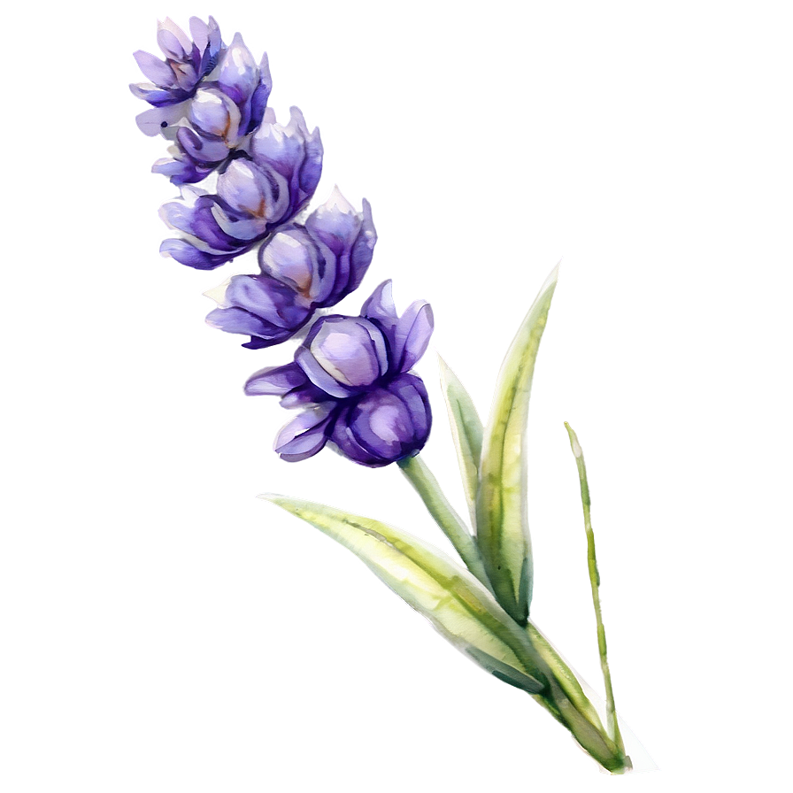 Lavender Watercolor Flower Png 06132024 PNG