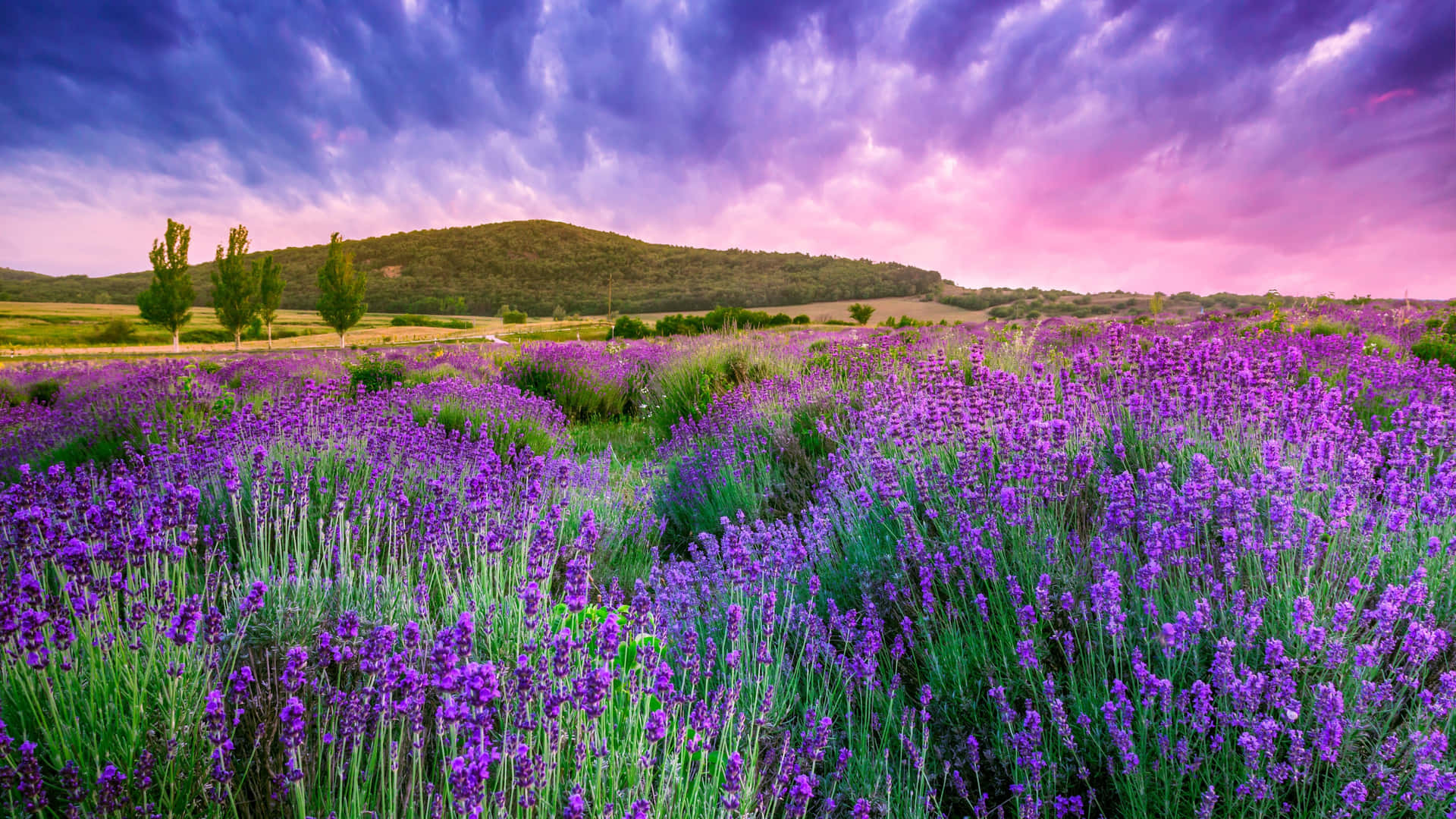 Lavendel vilde blomster felt ved et bjerg Wallpaper