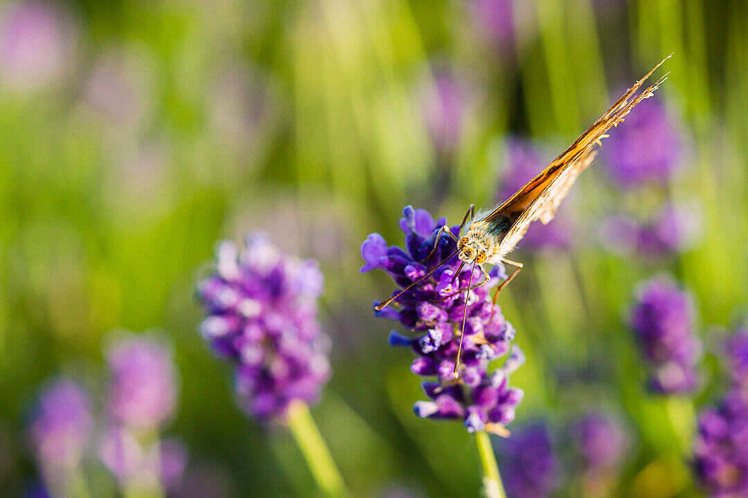 Lavender With Aesthetic Butterfly